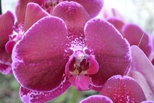 ORCHID. PHALAENOPSIS FL LIE-DE-VIN .X25.